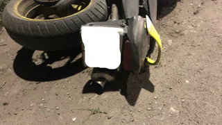 Полицейские задержали троих детей, которые управляли мопедами