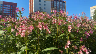 28 июля в Чувашии ожидается теплый летний день с освежающим северным ветром