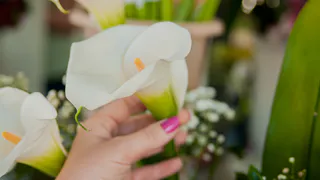 Спатифиллум и антуриум цветут как сумасшедшие: мой секрет ванночек раз в 10 дней