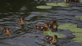 Эксперты признали "Дикую утку" природным озером