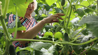 Не огурчики, а подарок: завязываются в холод и в дождь — урожай пикулей через 35 дней будете успевать собирать