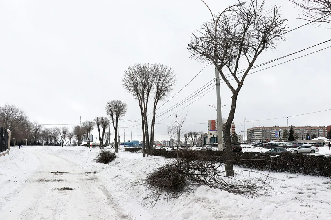 Магнитогорцы могут пожаловаться в контролирующие органы на незаконную обрезку веток