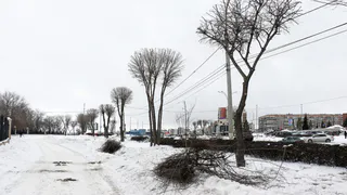 Магнитогорцы могут пожаловаться в контролирующие органы на незаконную обрезку веток 