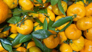 Лучше они сгниют на ветке - собственник сада мандарин в Абхазии рассказал, почему качественные плоды не доезжают до РФ