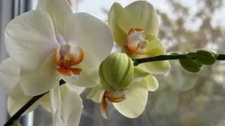 Поливаю настоем с одного фрукта под корень: орхидея не сбросит бутоны осенью - лезут один за другим