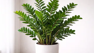 Листья замиокулькаса желтеют и роста нет — проверьте эти 5 пунктов прямо сейчас