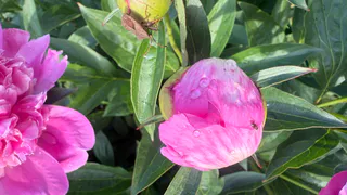 Когда обрезать пионы осенью на зиму - запомните раз и навсегда