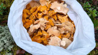 В Судогодском округе охотинспекторы нашли редкие для ноября лисички и ежовики