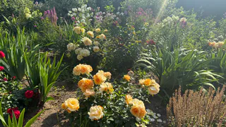 Если посадите розы на эту глубину – ждите обильного цветения в следующем году: соседи позавидуют