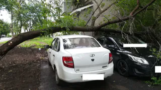 В Рязани аварийное дерево от ветра упало на припаркованные машины