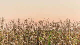 Урожаю конец: чем грозит аномальная зима  в марте 2025 года