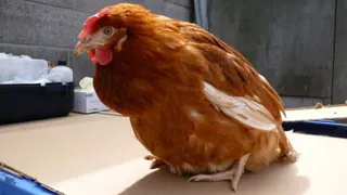 В Рязанской области введут карантин на 21 день из-за птичьего гриппа