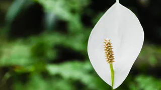 Всего чашечку под корень — и спатифиллум осыплет белым: супер-мощная зимняя подкормка для цветения «женского счастья»