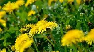 Преимущества отвара одуванчика перед сном: здоровье и благополучие