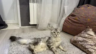 Почему кот ни с того ни с сего начинает носиться как угорелый: Важный сигнал для хозяев - не замечают многие