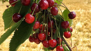 Защита плодовых деревьев: как избежать монилиоза и сохранить урожай