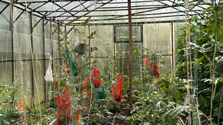 Овощ, который убивает почки: в Европе его больше не едят, а в России по-прежнему любят