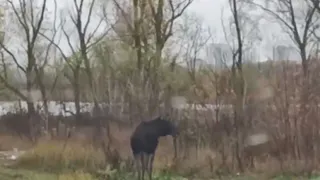 В Рязани на Северной окружной дороге 27 октября засняли лося
