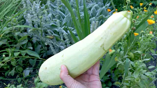 Кабачки на зиму готовлю по-соседски: кручу такие баночки из года в год - ароматные овощи-гриль в маринаде на зиму