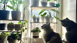 Кошка смотрит в окно не просто так: что она пытается показать и почему хозяевам стоит обратить внимание