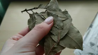 Положила один лавровый лист в банку с рисом — и неприятный сюрприз в шкафу больше не появляется: теперь делаю так всегда