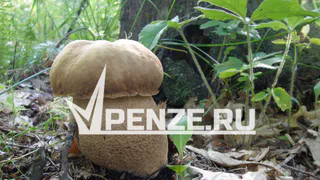 Врачи напоминают пензенцам об опасности грибного сезона