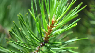 В Коми собрали урожай элитных семян для будущего лесовосстановления