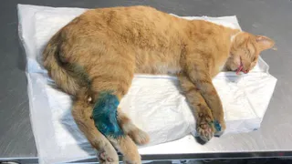 В Ряжске решили не возбуждать дело на стрелка-живодера