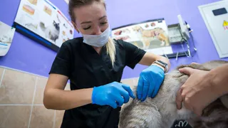 В Коми стерилизовали почти 1200 животных в рамках благотворительной акции