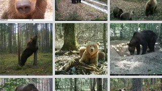 В брянских лесах насчитали 60 бурых медведей