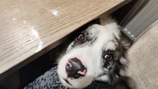 Не оставляйте свет для животных: 90% владельцев совершают эту ошибку