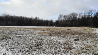 "Участок за Круизом": в голосовании о строительстве школы в Лесопарке нет ни слова про Лесопарк