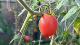 Эти томаты сметают с полок пачками. Будете ведрами собирать. Самые урожайные сорта томатов на 2026 год