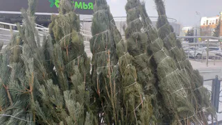 Экологичные способы: активисты рассказали, куда девать новогодние елки