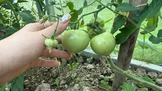 Вставляю зубочистку в землю – и томаты сами говорят, когда их полить: секрет, который спасет от засухи