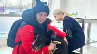 Во Владимирской области собака из приюта стала донором крови для спаниеля