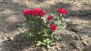 Заливаю 100 гр. водой — розы радуют до поздней осени, а бутоны вырастают до 40 сантиметров — аромат слышат даже соседи