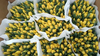 Владимирцам рассказали, как дольше сохранить красоту и свежесть тюльпанов