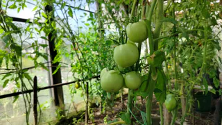 Ветки не выдержат, готовьте подпорки: секретный ингредиент, который превращает хилые кусты в томатные деревья