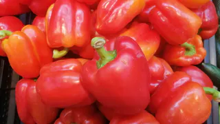 Жалею, что раньше не знал: вот как опытные дачники подкармливают перцы, чтобы росли крупными, сочными и мясистыми