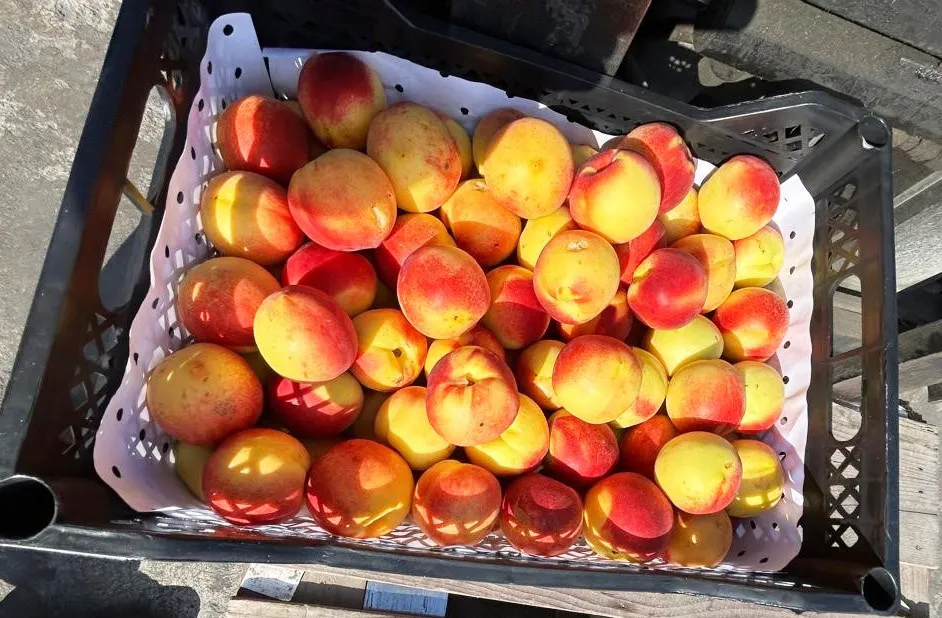 18 тонн нектаринов забракованы на границе Челябинской области