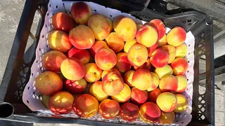 18 тонн нектаринов забракованы на границе Челябинской области