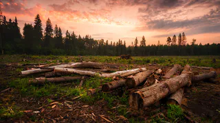 Восстановление лесов Татарстана 