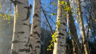 В Коми падение берёзы на рабочего обернулось выплатой 1,6 миллиона рублей