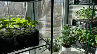 Хватит всего 1 чайной ложки и рассада перца станет крепкой и стойкой. Ждать всего 3 дня