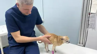 Во Владимире выбросили в снег собаку с вывихнутой лапой