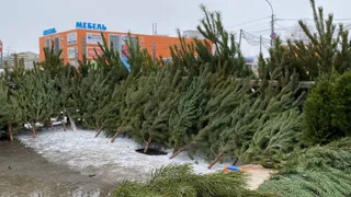 Жителям Рязани рассказали о пункте приема живых елей и сосен