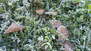 МЧС Рязанской области предупредило о заморозках с 8 по 10 мая до -5