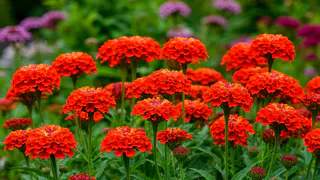 Изумительно яркий многолетник заполонит сад алыми шапками соцветий: можно не поливать, не кормить - живет сам