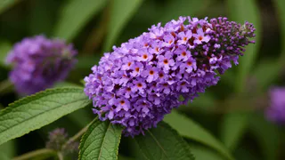 Этот дивный пурпурный многолетник цветет все лето без перерыва: будете любоваться до самых холодов